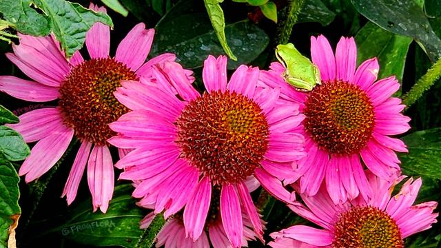A green pacific tree frog and small white flower spider sit on a magenta echinacea bloom in a forest garden.