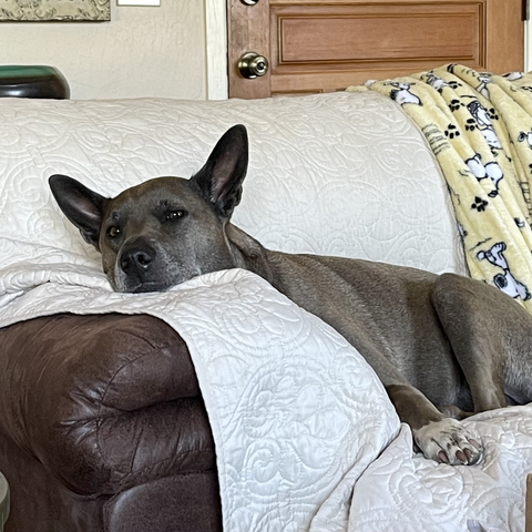 Photo of our big sweet Malinois cross lying on the sofa with her head on the armrest. She’s bored to tears, staring off into the distance.