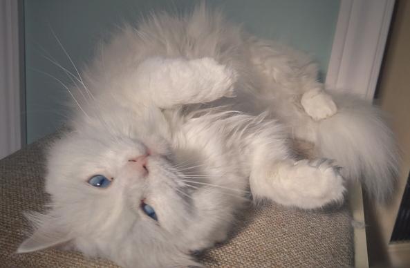 The prettiest white cat with blue eyes showing her murder button pose.