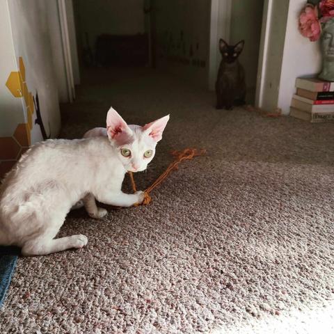 Two beautiful kitties, yes, they're beautiful, if you don't think so, fuck you. They're doing stuff because they're kittiy