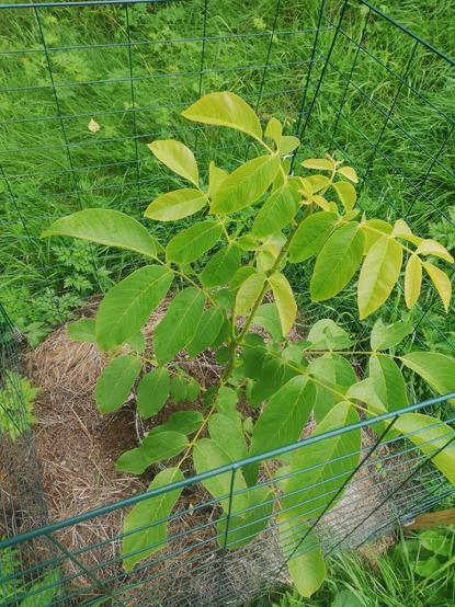 Image of a young walnut tree with lush foliage encased in a green steel  netting.