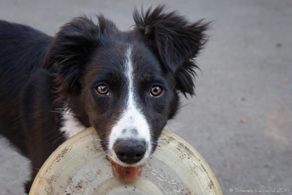 A young border collie is facing us directly, with her fluffy ears up and a frisbee hanging out of her mouth. Her rather dirty tongue is holding the frisbee underneath and her eyes are teasing the viewer to take the frisbee from her.