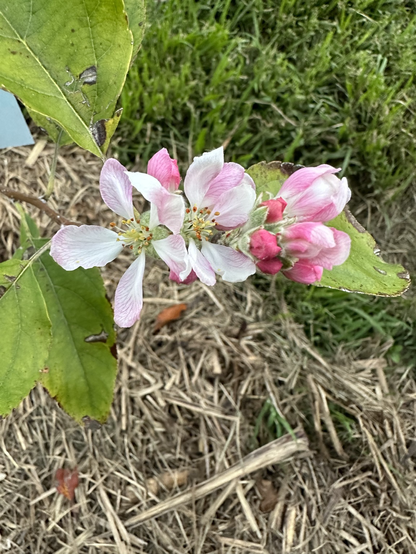 Pale pink blossoms on a plant