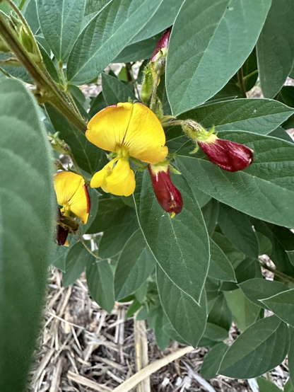 Vivid yellow flowers and dark red buds on a plant