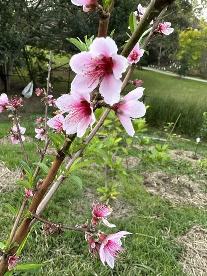 Stone fruit blossoms
