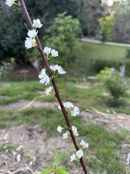 Tiny white blossoms on a bare branch