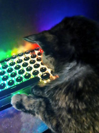 Jinxie the tortie cat sitting on my lap with her paws on my wrist rest, watching the rainbow lights on the keyboard