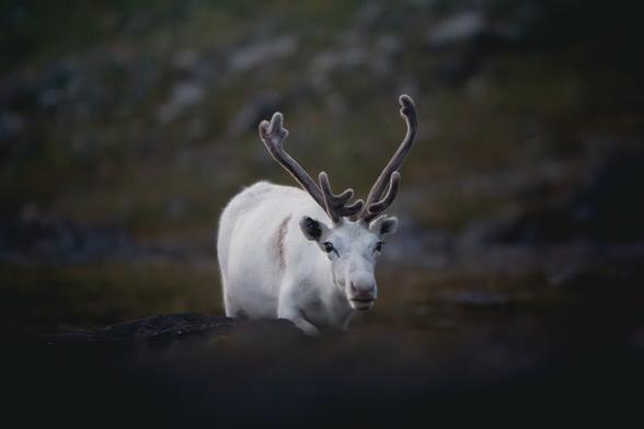 A white reindeer with medium sized fluffy antlers, walking towards the camera from behind a rocky/grassy hill in soft night lighting.
