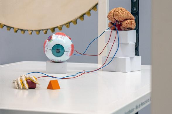 Seeing, grasping and cognition belong directly together. Only when this is correctly understood can a hand, for example, be artificially reproduced. Photo: Astrid Eckert