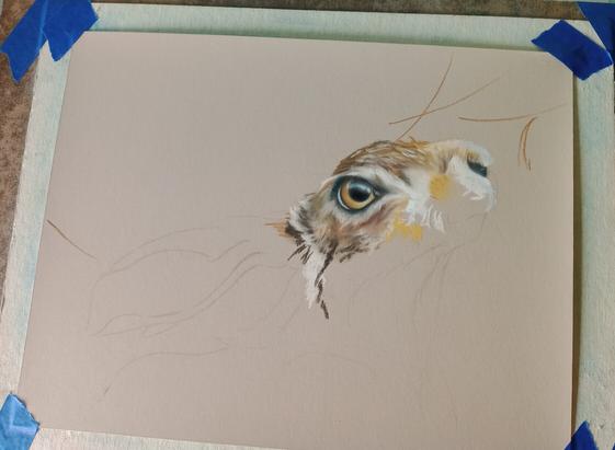 Partially worked on soft pastel art on sand color paper in horizontal format depicting a brown hare in profile facing right. Only the eye and a little of the face are done.