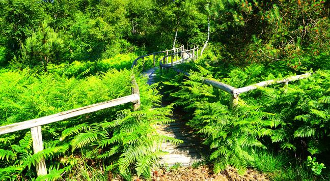 Zugewucherte Holzbrücke im Nationalpark de Meinweg