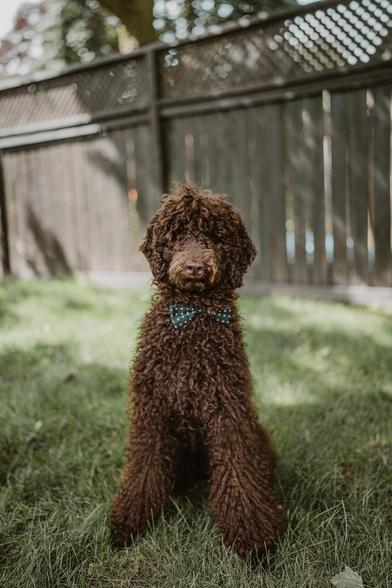 My dog Guybrush, sitting on the grass and wearing a bowtie.