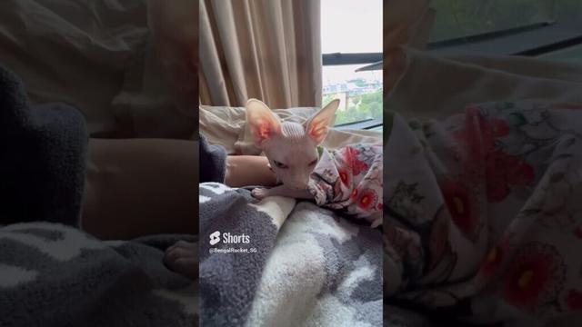 毛のない子猫の大きなゴロゴロ音【スフィンクス猫】
