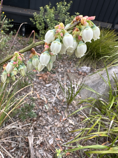 A spray of pale bell shaped  blueberry flowers