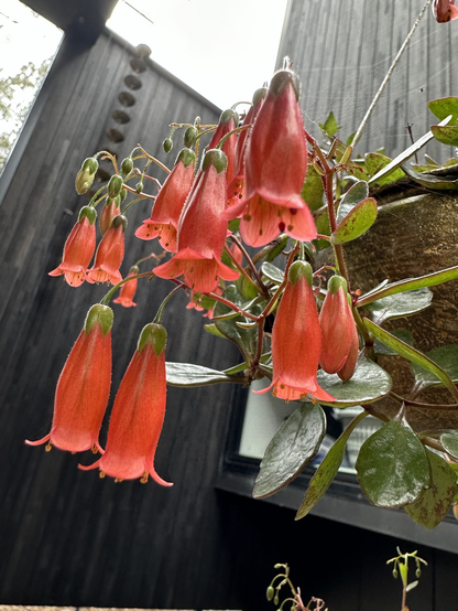 Orange red bell shaped flowers in a hanging basket