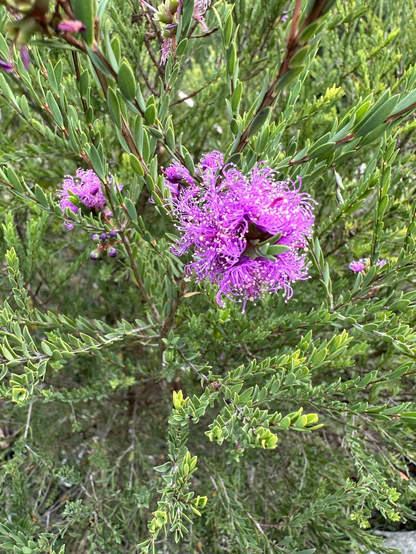 Fuzzy pink flowers