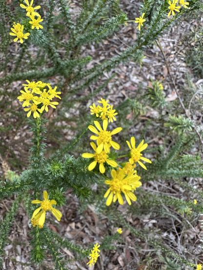 Small vivid yellow flowers on a spiky bush