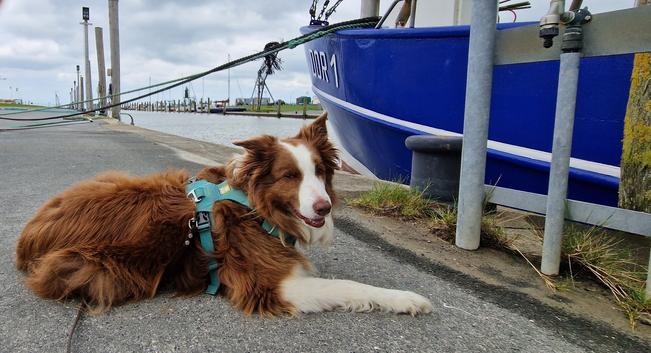 Hund am kutterhafen und Leuchtturm obereversand Dorum