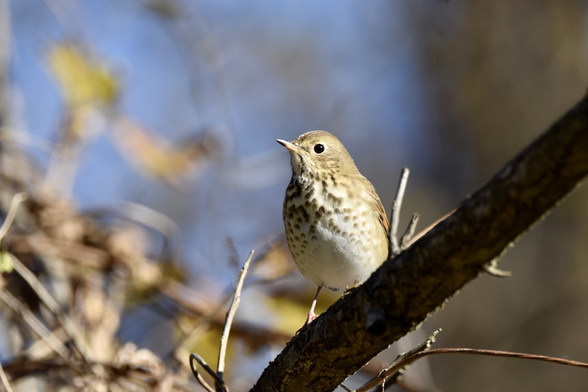 Hermit Thrush - medium brown above with dark spots on the upper breast and sides - sitting on a fallen bare branch with blurry blue sky, brown brush, and yellow leaves in the background.
