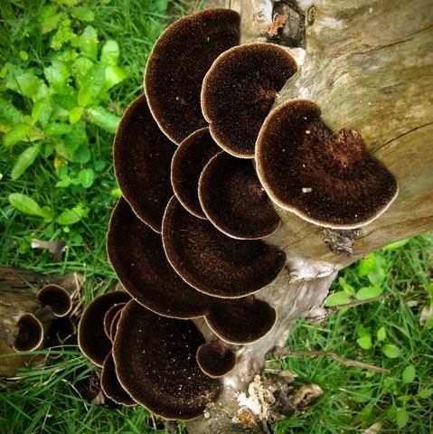Black round mushrooms growing from a dead tree.