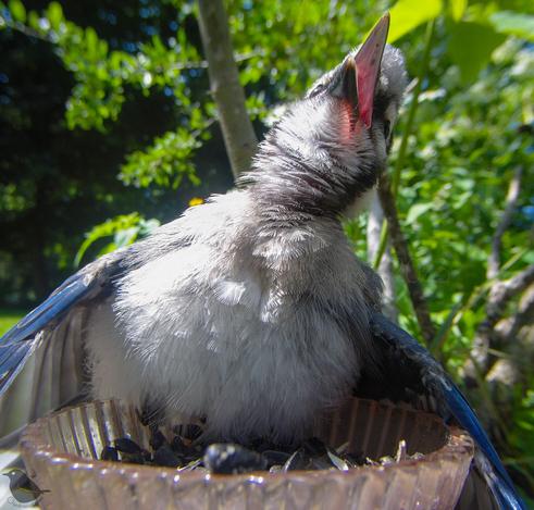 A sunbathing Blue Jay, all spread out with the head towards the sky and the beak open to soak up max heat. It looks like he's having a stroke but he's fine.