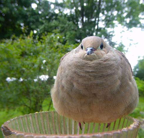 A Mourning Dove that seems to smile and also not have a neck. Lovely little dumpling.