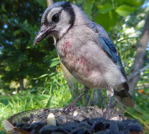 A young Blue jay with red marks on the chest and belly, mulberry juice.