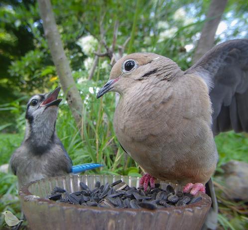 A young Blue jay and a Dove as the feeder. The Blue Jay yells, the Dove is defensive.