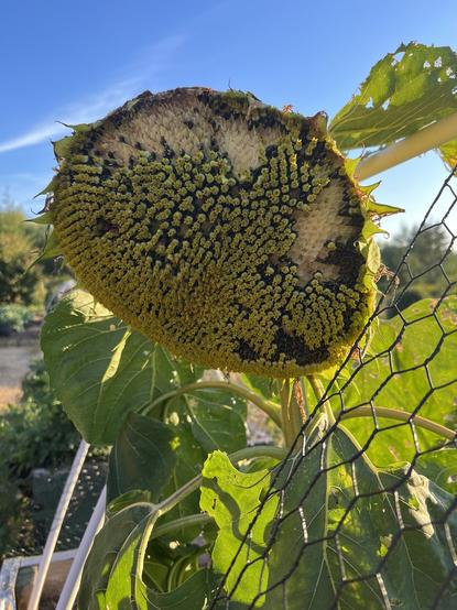 A huge, short, half-ripe sunflower. Maybe fifteen percent of the ripening seeds have already been plucked out and fluttered away with.