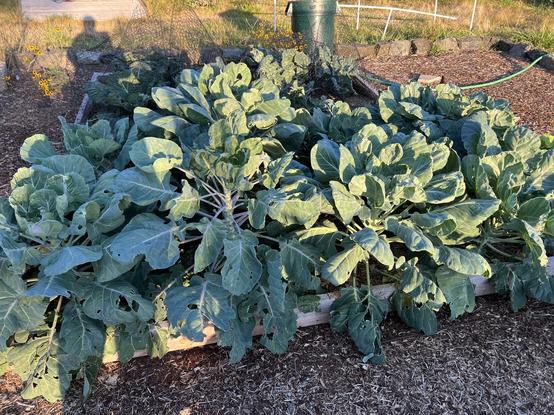 A bed of lush Brussels sprouts. Behind them is a bed of much less lush cabbages, each protected by a conical chicken wire hat. Chickens prefer cabbage to sprouts, who knew!