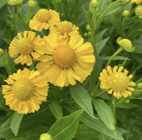 A bunch of helenium flowers surrounded by their green leaves. They are like bright yellow pompoms in the centre of multiple yellow petals.