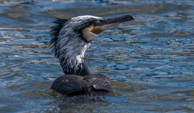 Kormoran