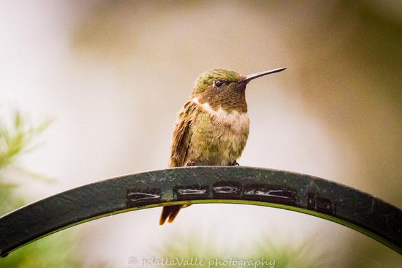 Photo of a hummingbird sitting on a shepherd's hook.