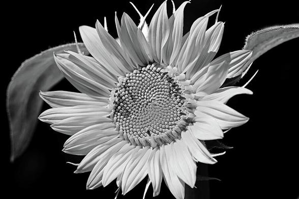 Close up of Sunflower in black and white