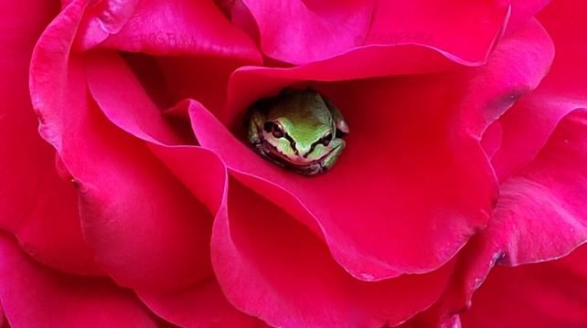 A green pacific treefrog sits in the middle of a giant red rose.