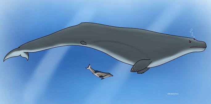 Top: Perucetus colossus
Bottom: Tutcetus rayanensis