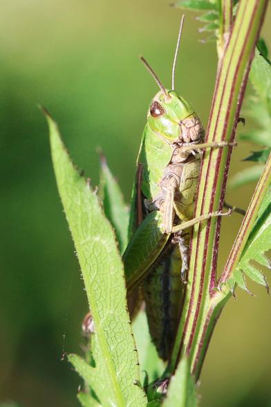 An einem Halm sitzt ein grüner Grashüpfer in der Sonne. Kopf mit den dunklen Augen und den zwei Fühlern ist gut zu erkennen. Der hintere Teil wird teilweise von Blättern verdeckt.