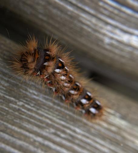 Chenille de la noctuelle de la patience tachetée de rouge sur la colonne, avec des taches blanche de part et d'autre, cette structure de couleur se répète plusieurs fois sur le corps entre les rangées velues plutôt dodues elle a une apparence légèrement veloutée

The caterpillar of the speckled red Noctuid moth has red spots along its back, with white spots on either side. This color pattern repeats several times on its body between the rather plump, hairy rows, giving it a slightly velvety appearance