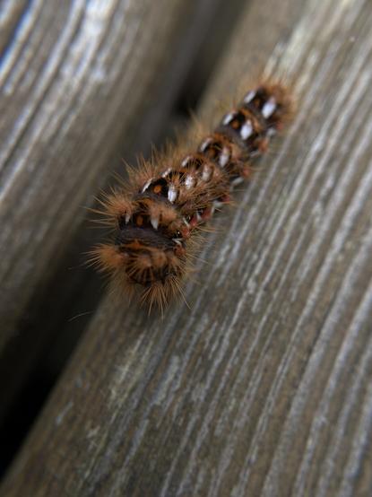 Chenille sur le bois de la terrasse

Caterpillar on the wooden terrace