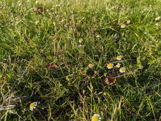 Picture of uncut grass with small yellow and white flowers throughout.
