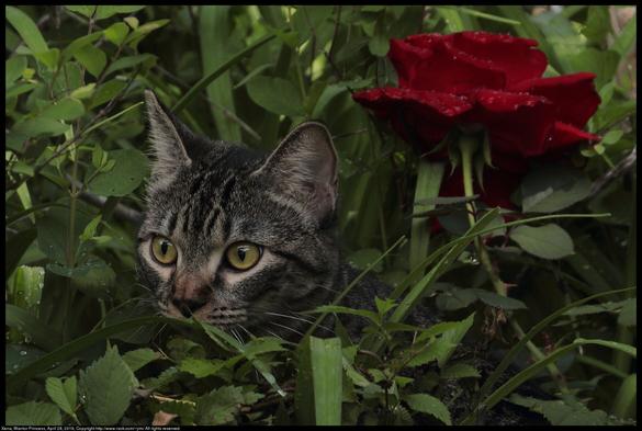 Xena, the Warrior Princess Kitten, was hiding in wet foliage waiting to pounce. It had been raining and the rose bush, buckbrush (Symphoricarpos orbiculatus), and daylily were wet on April 28, 2019. Xena was successful in her hunt and captured an insect.