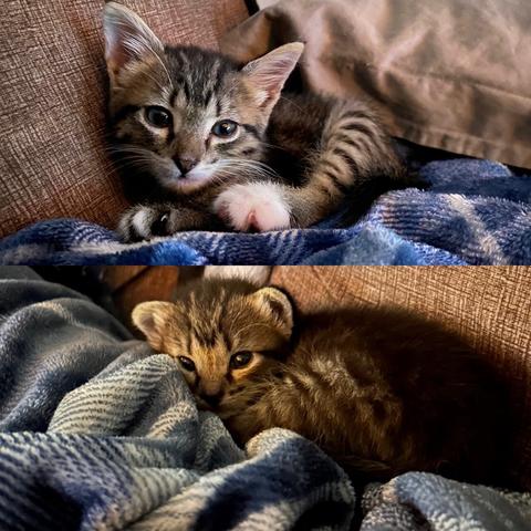 a split picture. Top is a recent photo of Ollie the grey tabby recuse kitten sitting on a blue checkered blanket with pointy ears indicating a kitten around 6 weeks old. Bottom is a smaller Ollie with rounded ears like a teddy bear indicating a kitten around 2-3 weeks old.