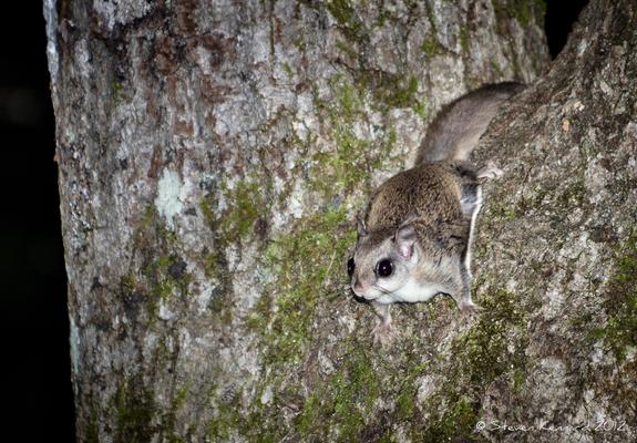 On a dark, mossy tree trunk is a grey coloured squirrel with small roundish ears, big dark eyes and a white front. He has long flaps of furry skin between his front and back paws and his tail is over a fork in the tree. He is ready to launch into the air.