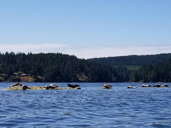 A bunch of harbour seals & pups, laying on raised rocks in middle of ocean waters - in almost straight line across photo.