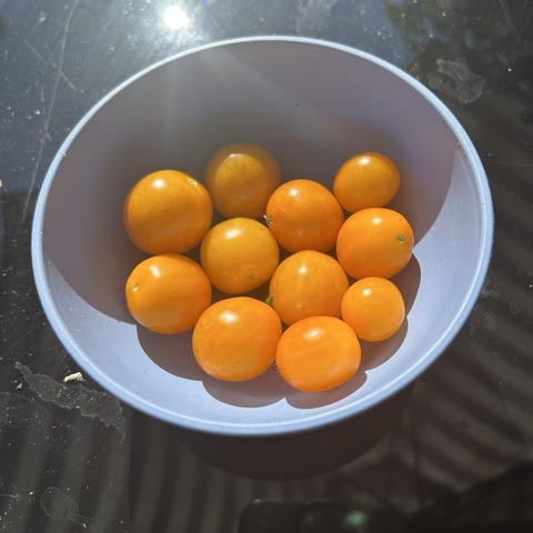 Closeup from above of 11 yellow tomatoes that I plucked a few hours ago. I have a ziplock baggie filled with various tomato plant seeds and this year I didn't write down which sort it was that I grew - so I was surprised that all tomatoes are yellow. They taste great though.