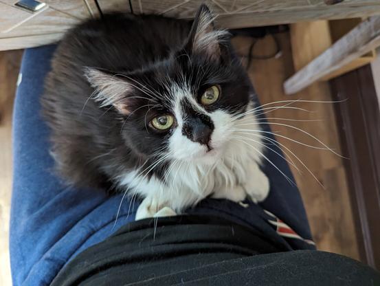 Photo description: azrael is a tuxedo cat with a mostly black body, white face and chest and a black nose, and green eyes. She's sitting on a lap gazing upward at the camera
