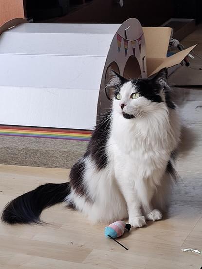 A black and white fluffy cat gazes into the distance. She's sitting in front of a cardboard RV with pride flags and stripes. She's also sitting next to a stuffed mouse in trans flag colors.