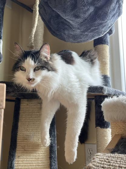 A black and white cat, with green eyes and pink ears, is laying on a cat tower. He is facing you, and his legs hang off the edge of the cat tree. He doesn’t look terribly comfortable.