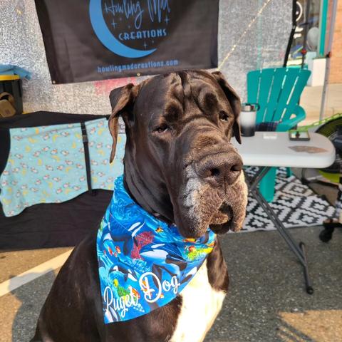 Murdock the Great Dane modeling in the sun wearing his "Puget Dog" Orca bandana