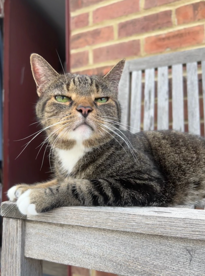 Pica, very small a black and brown tabby cat with white socks sits on a bench in the roof garden regarding you with mysterious suspicious yellow eyes.